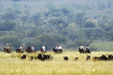 South Africa-Waterberg-Big Five Explorer Safari
